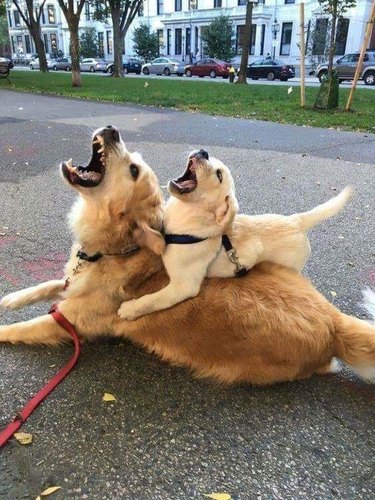 dogs howling in unison