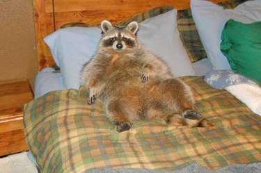 chunky raccoons are adorable