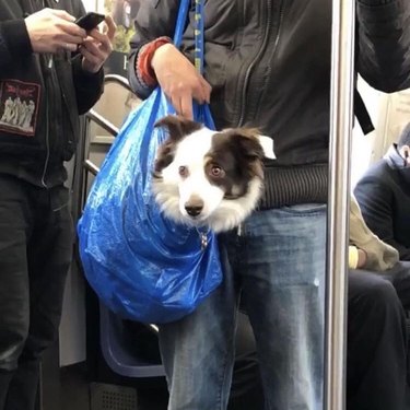 dog in Ikea bag on NYC train