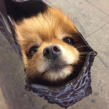 Small dog in bag on NYC train