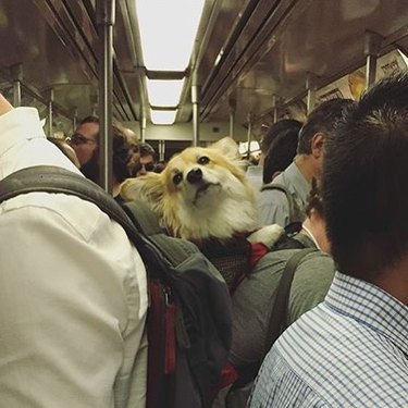 dog in backpack on NYC train