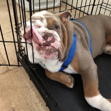 bulldog leaning face on cage