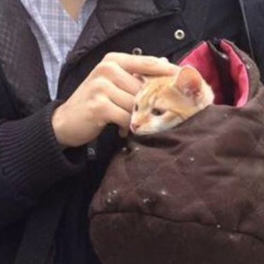 cat in bag on NYC train