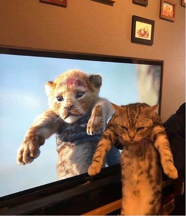 cat being held up like simba the lion.