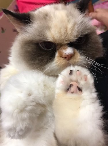 cat holding his paw up to the camera.