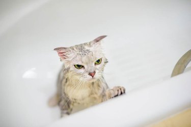 angry wet cat in the bath
