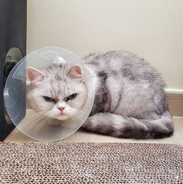 Angry gray cat wearing a cone.