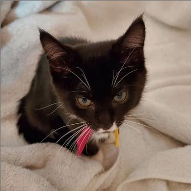 Angry tuxedo kitten looking at the camera.