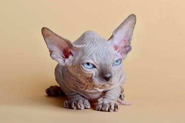 hairless cat looking angry