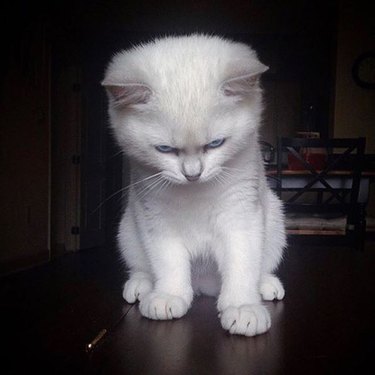 angry white cat.