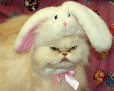 angry cat wearing a bunny bonnet
