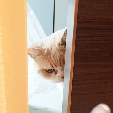 cat peeking around a corner looking angry