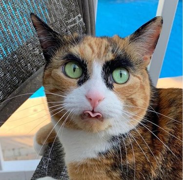 Cat that looks like Eugene Levy with black eyebrows.