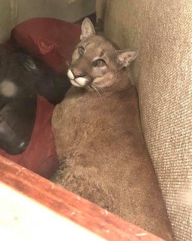 Woman uses telepathy to mind meld with cougar sleeping in her house