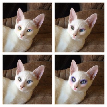 Cat wearing makeup - three pictures in different stages of makeup