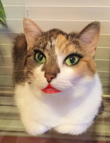 Cat wearing nice makeup