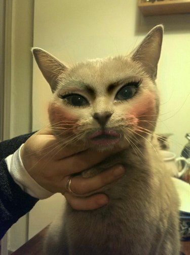 Cat with makeup looking kinda mean