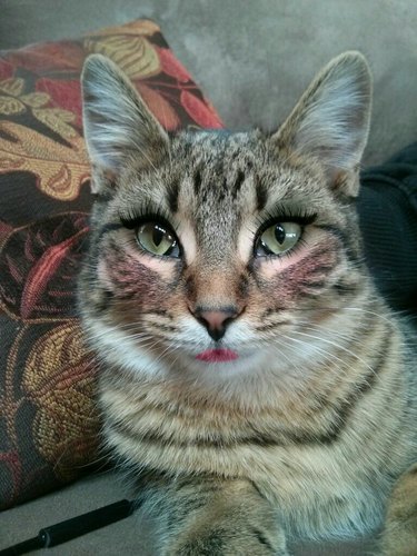 Cat with just the right amount of makeup on