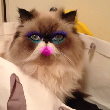 Cat with vibrant makeup