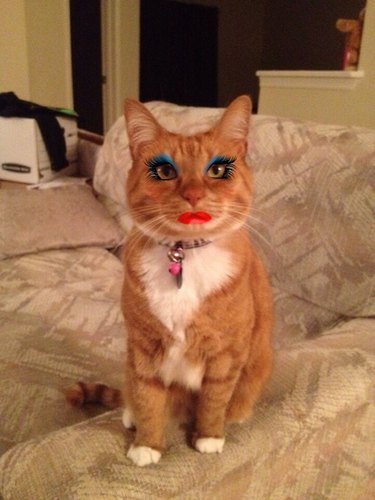 Cat with too much makeup!