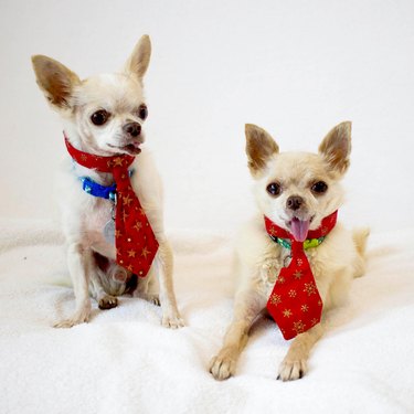 two elderly chihuahuas in neckties