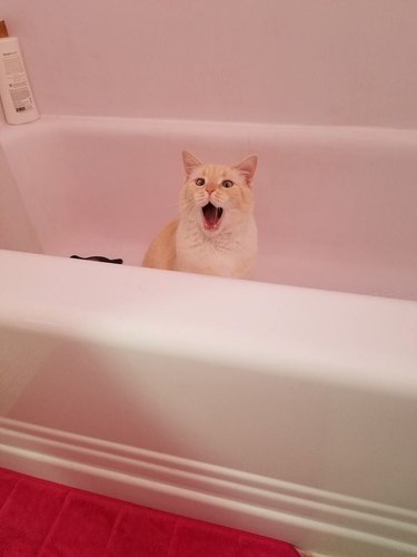 Cat yelling in bath.