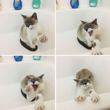 Cat stretching in empty bathtub