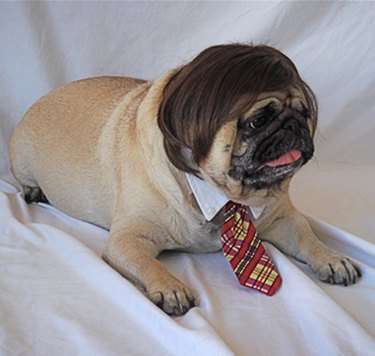 Dog in a tie and a funny man wig