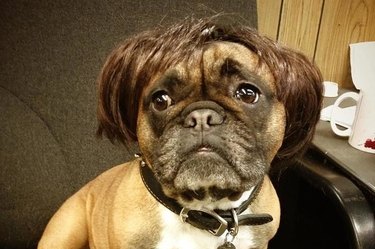 Dog in a short brunette wig