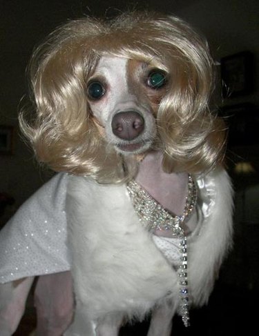 Dog dressed up like Marilyn Monroe