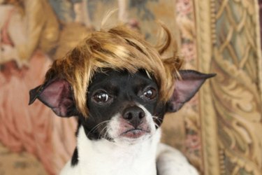 Dog with blonde wig