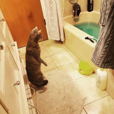 Cat on its hind legs looking into bathtub.