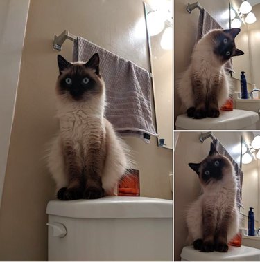 Cat looking at owner in bath with confusion.