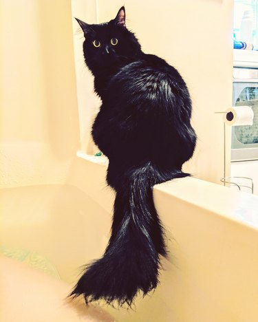 Cat sitting next to a bathtub with its tail in the water.