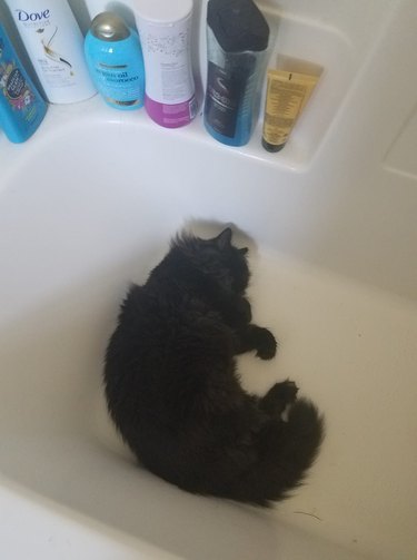 Sleeping cat curled up in bathtub.