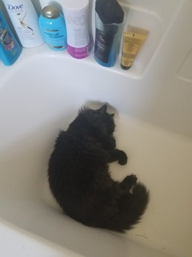 16 Cats Reacting to Baths | Cuteness