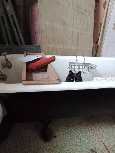 Winking cat in a bathtub.