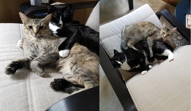 Two cats are spooning each other.
