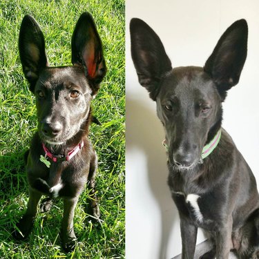 Side-by-side photos of dog with huge ears as a puppy and an adult.
