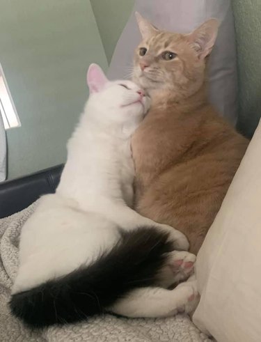 one cat leaning on second cat
