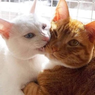 cat nibbles on second cat's face