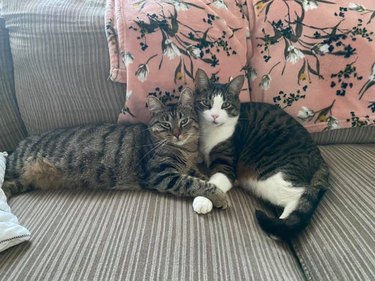 cats holding paws on couch.