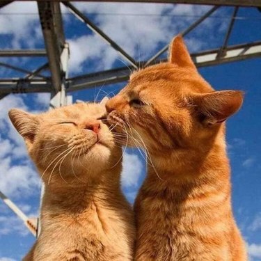 An orange cat grooms other orange cat.
