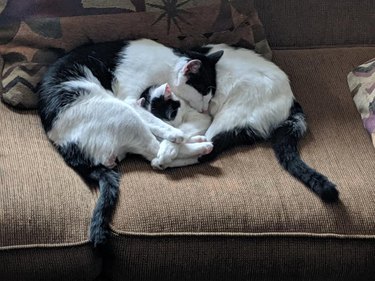 Two tuxedo cats snuggle on couch.