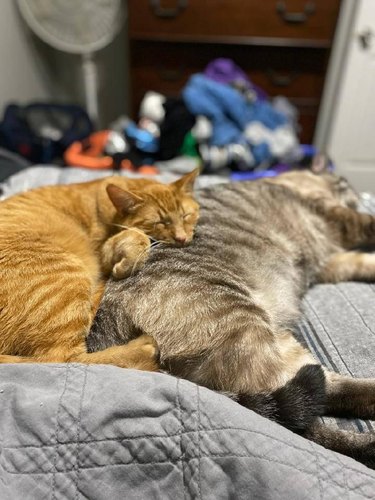 A cat sleeps on a second cat.