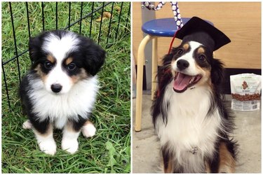 Side-by-side photos of dog as a puppy and an adult wearing a graduation cap.