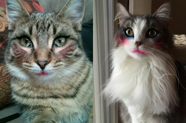 cats wearing makeup applied digitally