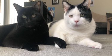 Two cats, one black and the other white are holding hands.
