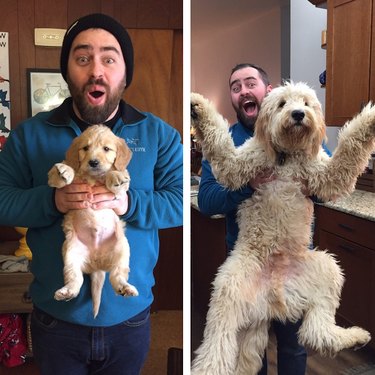 Side-by-side photos of dog as a puppy and an adult.