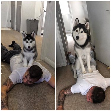 Side-by-side photos of dog sitting on man's back as a puppy and an adult.